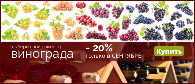 Привитые саженцы винограда со скидкой 20%
