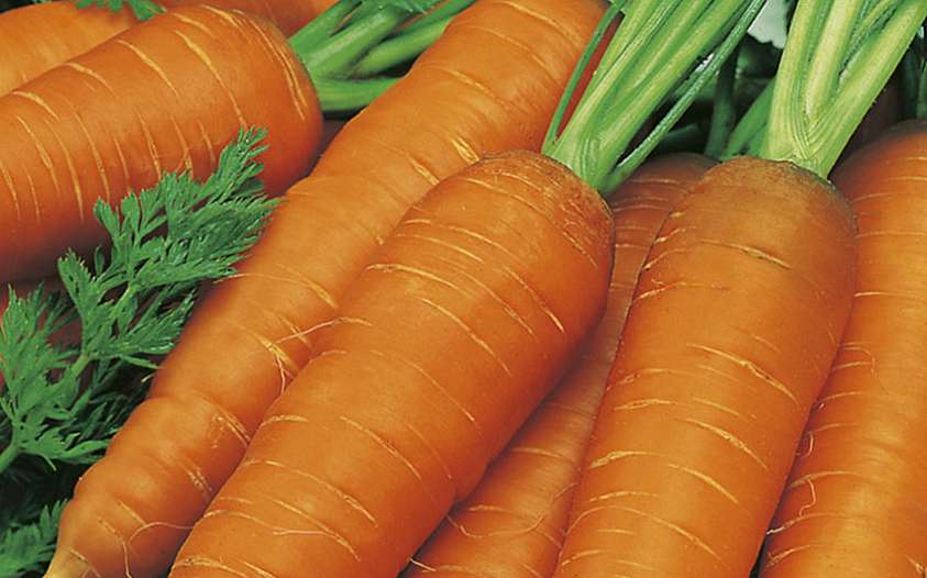 Выращивание моркови как бизнес: в чем секрет большого урожая?