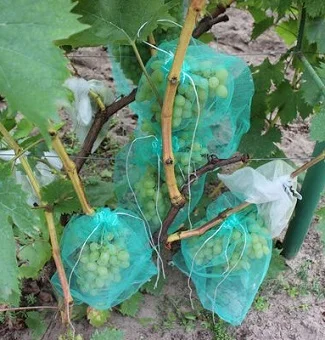 Сетка для защиты винограда зеленая, 5 кг, 50 шт в упаковке - Фото 5