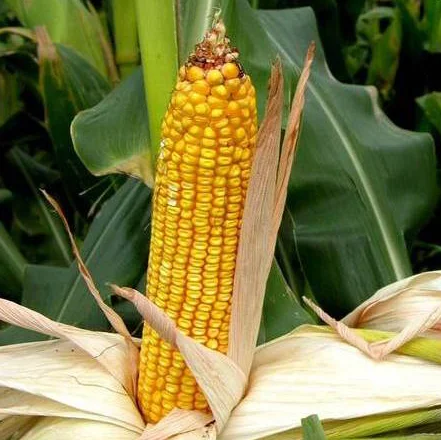 Патриция ФАО-330 стандарт кукуруза кормовая, Semences