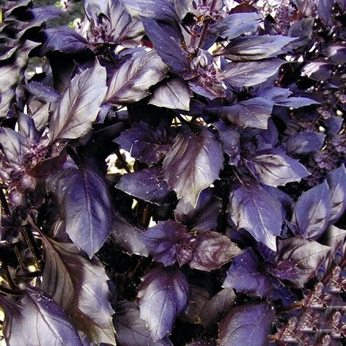 Базилик Дарк Опал 200 г фиолетовый среднеспелый, ТМ Витас - Фото 2