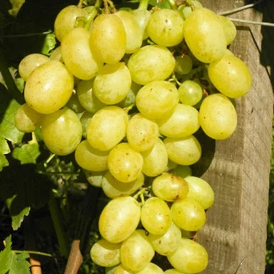 Саженец винограда Жемчужный мускат