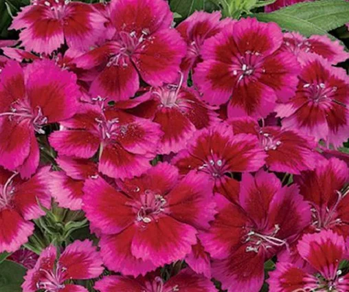 Гвоздика турецкая Барбарини F1 100 семян красно-розовая, Syngenta Flowers