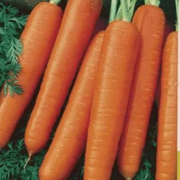 Морковь Карлена поздняя 500 г, Satimex - Фото 2