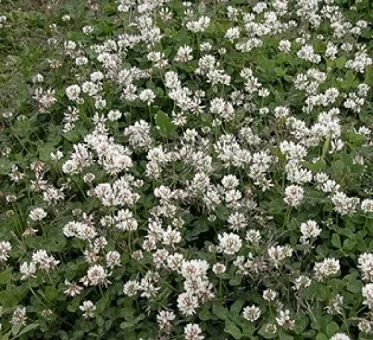 Клевер Ривендел 10 кг декоративный белый, DLF Trifolium