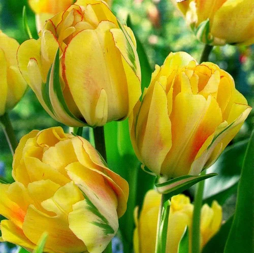 Тюльпан махровый многоцветковый Aquilla (10522)