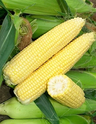 Кукуруза Спирит F1 100000 семян ранняя сахарная, Syngenta