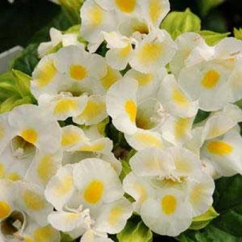 Торения Фурунье Кауай 100 дражированных семян лимонная, Pan American flowers