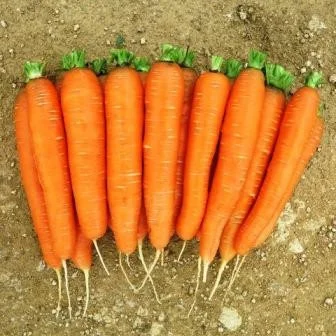 Морковь Калибра F1 (Гретта) 25000 семян ранняя, Agri Saaten