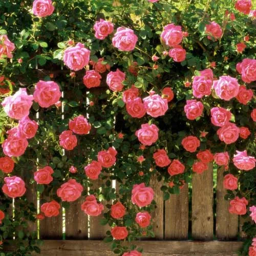 Роза Розовая жемчужина плетистая