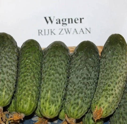 Огурец Вагнер F1 1000 семян партенокарпический ранний, Rijk Zvaan