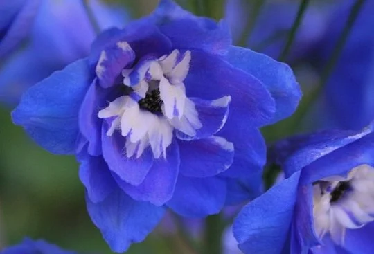 Дельфиниум высокий Экскалибур 100 семян темно-синий с белым глазком, Syngenta Flowers