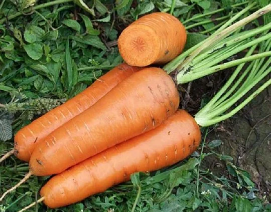 Морковь Канада F1 25000 семян (2,0-2,2 мм) поздняя, Bejo Zaden