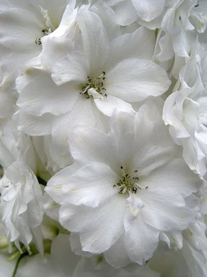 Дельфиниум махровый Магический фонтан F1 250 семян белый, Benary flowers