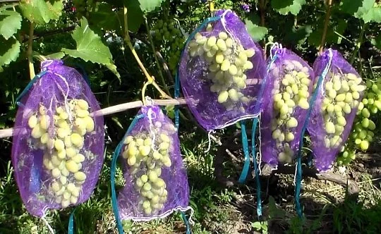 Сетка для защиты винограда фиолетовая, 2 кг, 50 шт в упаковке - Фото 4