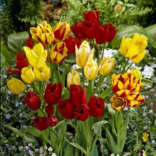 Тюльпан мультифлора микс 50 луковиц разных цветов, De Ree