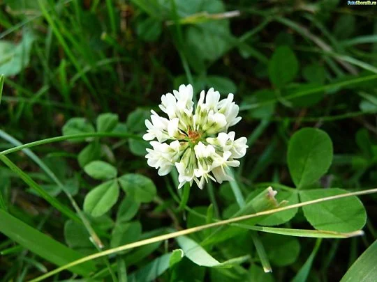 Клевер Ривендел 1 кг декоративный белый, DLF Trifolium - Фото 4