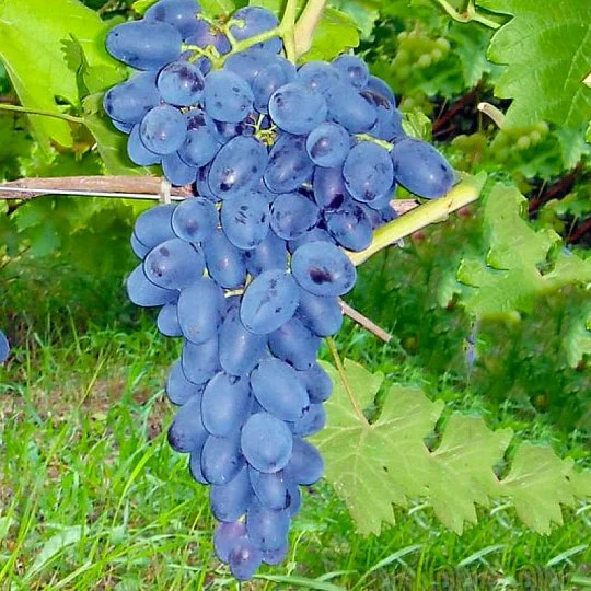 Саженцы винограда Волхв кишмиш