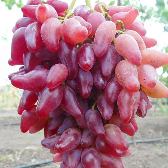 Саженцы винограда Фламенко