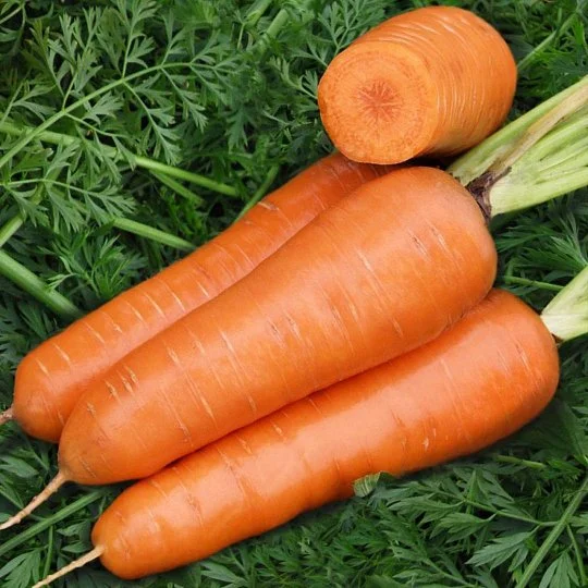 Морковь Шантане 100 г поздняя, de Saat