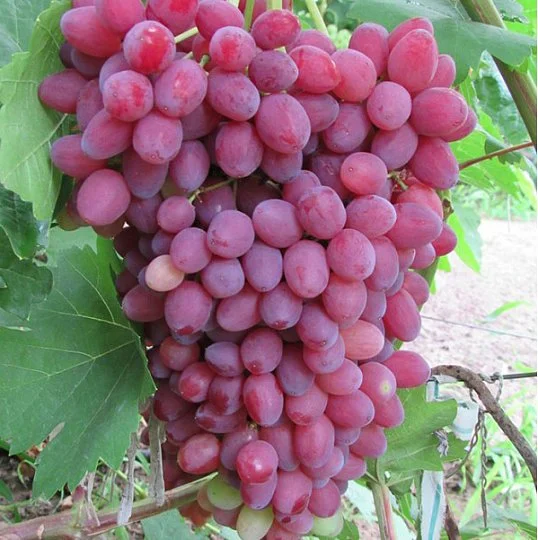 Саженцы винограда "Велес"