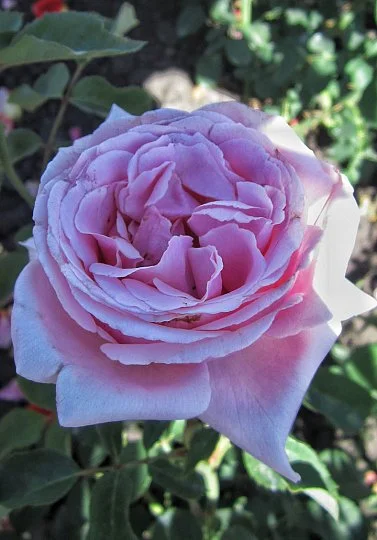 Роза Блу Мун чайно-гибридная - Фото 2