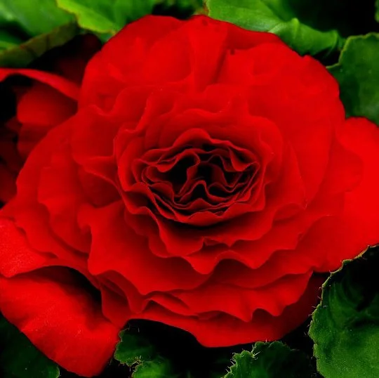 Бегония клубневая Гоу-Гоу F1 100 семян красный, Syngenta Flowers