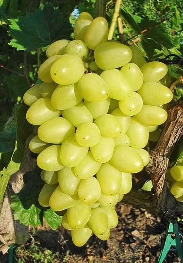 Саженцы винограда "Аркадия" - Фото 2
