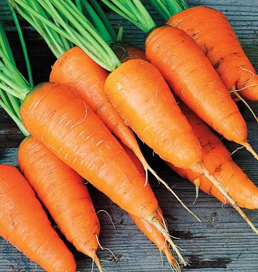 Морковь Каротель 1 кг среднеспелая - Фото 2