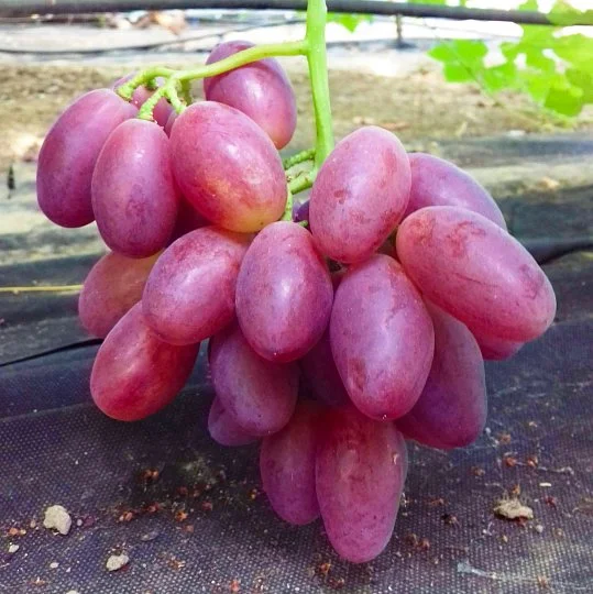Саженцы винограда Гусар