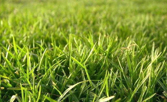 Трава газонная Дюймовочка 20 кг, DLF Trifolium - Фото 2
