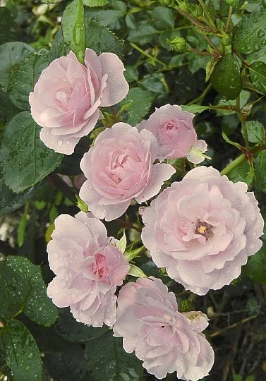 Роза Розовая жемчужина плетистая - Фото 2
