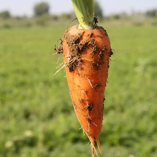 SV 3118 DH F1 (1,8-2,0 мм) морковь 1 000.000 шт, Seminis
