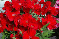 Гвоздика китайская Диана F1 100 семян скарлет, Hem Genetics
