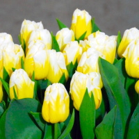 Тюльпан Calgary Flame 3 шт триумф, De Ree 