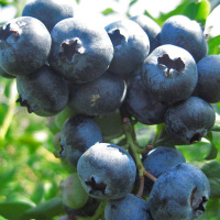 Чорниця Денис Блю високоросла середньостигла