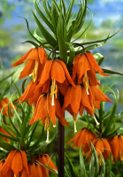 Фритиллярия Rubra (10335)