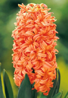 Гиацинт Gipsy Queen (10184)