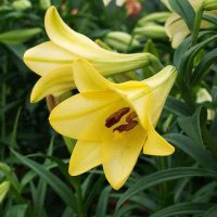 Лилия LO гибрид Deliana, De Ree