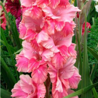 Гладиолус Bastia 3 шт бамбино, De Ree