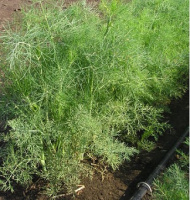 Кріп Роял Ділл 500 г середньоранній ароматний, Tezier