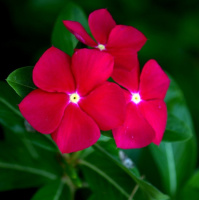 Катарантус ампельный Медитер F1 100 семян малиновый, Pan American flowers