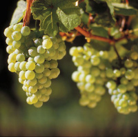 Саджанці винограду Рислінг Рейнський