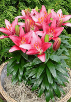 Лилия Snowwinner горшечная (10417), De Ree