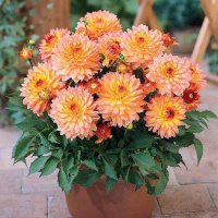 Георгина Gallery Pablo низкорослая, De Ree