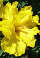 Нарцис Cassata Split Gold Disc (10317)