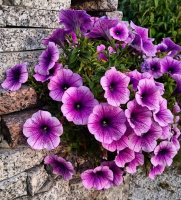 Петуния Селебрети F1 1000 дражированных семян сливовая, Benary flowers