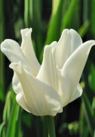 Тюльпан волнистый White Liberstar (10311)