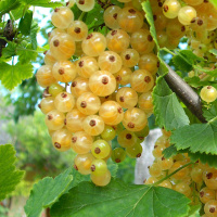 Смородина Імператорська жовта середньостигла