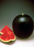 Арбуз Огонек весовой ранний